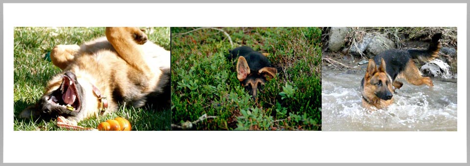 Natural Raw Dog Food Common Sense